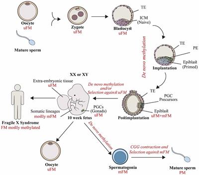 Reevaluation of FMR1 Hypermethylation Timing in Fragile X Syndrome